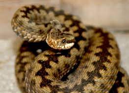 Titta igenom exempel på huggorm översättning i meningar, lyssna på uttal och lära dig grammatik. Ringeriksavisa Med Nyheter Fra Honefoss Og Ringerike Hvor Vandrer Hoggormen