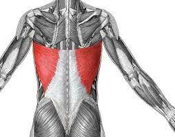In general, although not always, each end of a muscle attaches to the bone. M Latissimus Dorsi Flashcards Quizlet