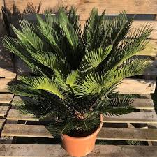 Image result for Cycas