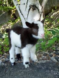 Baby Goat Sevimli Hayvan Yavrulari Evcil Hayvanlar Hayvan