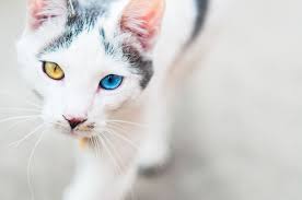 Beberapa kejadian genetik langka adalah warna bulu yang polos baik hitam dan putih, namun ada kejadian genetik yang lebih langka yaitu adalah dua bola mata. Kucing Dengan Mata Berwarna Yang Berbeza 31 Gambar Kucing Putih Dan Hitam Dengan Heterochromia Senarai Baka Kucing Dengan Mata Berwarna Warni
