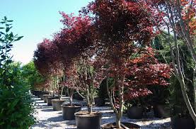 Seules les plantes acidophiles apprécient une terre dont le ph peut descendre assez bas (5,5 < ph < 6,5). Vente Plantes De Terre De Bruyere Pepiniere Bassin D Arcachon La Palmeraie De Mios