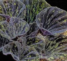 Image result for Nervilia kotschyi