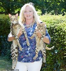 Bengal kittens, savannah kittens, serval kittens and cracal kittens in our large breeding program, all of our kittens. As A Savannah Cat Terrorises A Posh Neighbourhood Meet The Women Who Say Their Moggies Are Purrfect Daily Mail Online