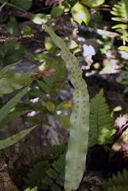 Image result for Lepisorus schraderi