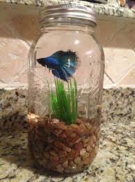 How To Take Care Of Betta Fish Diy Fish Tank Mason Jars Fish Tank Design