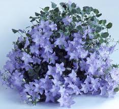 Campanula Isophylla Trailing Plant Rock Garden Plants Showy Flowers Plants