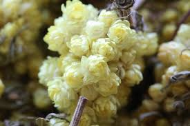 Image result for Helichrysum nitens