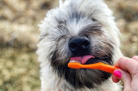 Dog Dental Care 101 From A Veterinary Dentist With 40 Years Of Experience In 2020 Dog Dental Care Dog Dental Dental Care