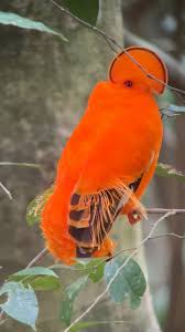 Image result for Oldenlandia rupicola