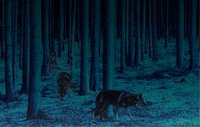 Try to search more transparent images related to wolf png |. Wolves Share Your Work Affinity Forum