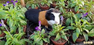 大溪花海農場將舉辦萌鼠跑跑跑競速比賽 記者李容萍攝 animals nature rabbit