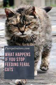 For Many People Seeing A Cat Outside Might Be A Nice Little Addition But The Problem Is Feeding It Can Be A Problem Lots Feral Cats Cats Feral Cat Shelter