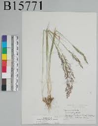 Image result for Agrostis isopholis