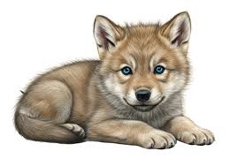 Image result for wolf cub