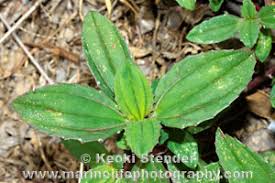 Image result for Flaveria trinervia