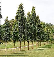 Saraca asoca, native to south asia and western myanmar. Royal Paradise Garden Polyalthia Longifolia Ashok Tree Plant Weeping Evergreen Tree Plant 1 Healthy Live Plant Amazon In Garden Outdoors