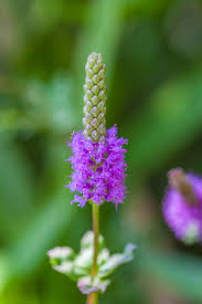 Image result for Pogostemon rogersii