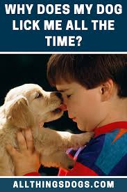 Why Does My Dog Lick Me All The Time Why Do Dogs Lick Training Your Puppy Puppies