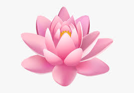 Check spelling or type a new query. Lily Clipart Pink Lily Transparent Background Lotus Flower Png Png Download Transparent Png Image Pngitem