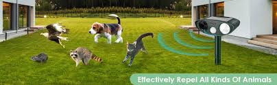 The chipmunks certainly did not chirp much that summer. Ultrasonic Chipmunk Repeller Solar Powered Get Rid Of Chipmunks In Dbzon