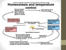28 2 28 3 Homeostasis Key Concept Homeostasis Is The Regulation And Maintenance Of The Internal Environment Key Concept Body Systems Interact To Ppt Download