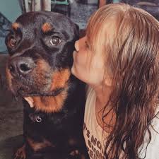 This is the edge of our garden to say we are furious is an understatement .  Someone stood there while their dog did this and then walked away and left  it.