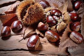 In realtà derivano da una pianta differente dal castagno, chiamata ippocastano o aesculus hippocastanus, nome che significa nutrimento. Le Differenze Tra Castagne Buone E Castagne Matte