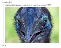 And Australian Birdlife Aussie Tumblr Funny Aussie Aussie Memes