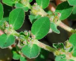 Image result for Euphorbia prostrata