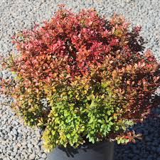Image result for Berberis thunbergii