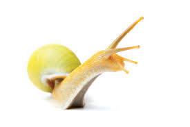 As the snail grows, the shell expands and coils around the protoconch, leaving it at the center of the shell's whorl. See The Diverse Beauty Of Colourful Land Snails Around The World New Scientist