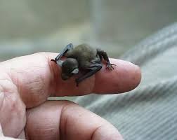 Check out our bumblebee bat selection for the very best in unique or custom, handmade pieces from our stuffed animals & plushies shops. M Nun On Twitter Bumblebee Bat Animal Facts Small Pets