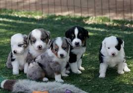 We did not find results for: Mini Aussie Puppies For Sale Mini Aussie Miniature Australian Shepherd Puppies For Sale In Ra Australian Shepherd Puppies Australian Shepherd Aussie Puppies