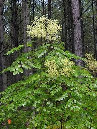 The various names refer to the viciously sharp, spiny stems, petioles, and even leaf midribs. 100 Seeds Devil S Walking Stick Aralia Spinosa Bush Shrub Seeds Plants Seeds Bulbs