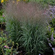 Image result for Panicum eickii