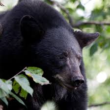 Adults usually weigh around 200 pounds, with males being heavier than females, often more than twice as much. Black Bear Ohio Department Of Natural Resources