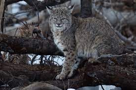 Because of the nature of a bobcat, it is recommended that you only get a bobcat as your pet if you get it while it is pet bobcats should be fresh meat such as raw chicken or turkey. 10 Small Exotic Cats That Are Legal To Keep As Pets Pethelpful By Fellow Animal Lovers And Experts