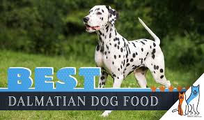6 Best Dalmatians Dog Foods Plus Top Brands For Puppies And