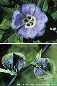 Image result for Nicandra physalodes