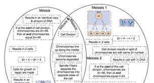 Venn Diagram Mitosis Vs Meiosis Lamasa Jasonkellyphoto Co