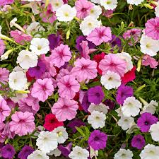 Image result for foto petúnie