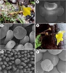 Image result for Genlisea