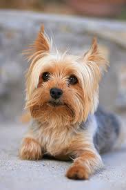 Australian terrier heritage breeders for the preservation of the breed. 20 Best Hypoallergenic Dogs Top Dog Breeds That Don T Shed Fur