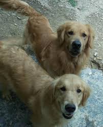 United states (us) fetched by: Akc Golden Retriever Puppies For Sale Georgia Golden Retriever Siberian Cats For Sale Retriever Puppy