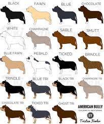 American Bully Dog Black Colour Cartoon Kennels On Instagram What Color Is Your Bully Cartoonkennels American Bully Pitbull American Bully Bully Breeds Dogs