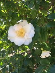 Companion plants can control insect pests either directly, by discouraging pest estab‐. 36 Camellias At Gamble Garden Ideas Camellia Garden Plants