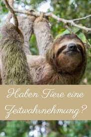 Haben Tiere Eine Zeitwahrnehmung My Animals Zeitwahrnehmung Tiere Tiefseetiere