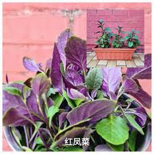 Image result for Gynura pseudochina