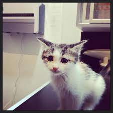 veteriner korkusu kedi veterinerler